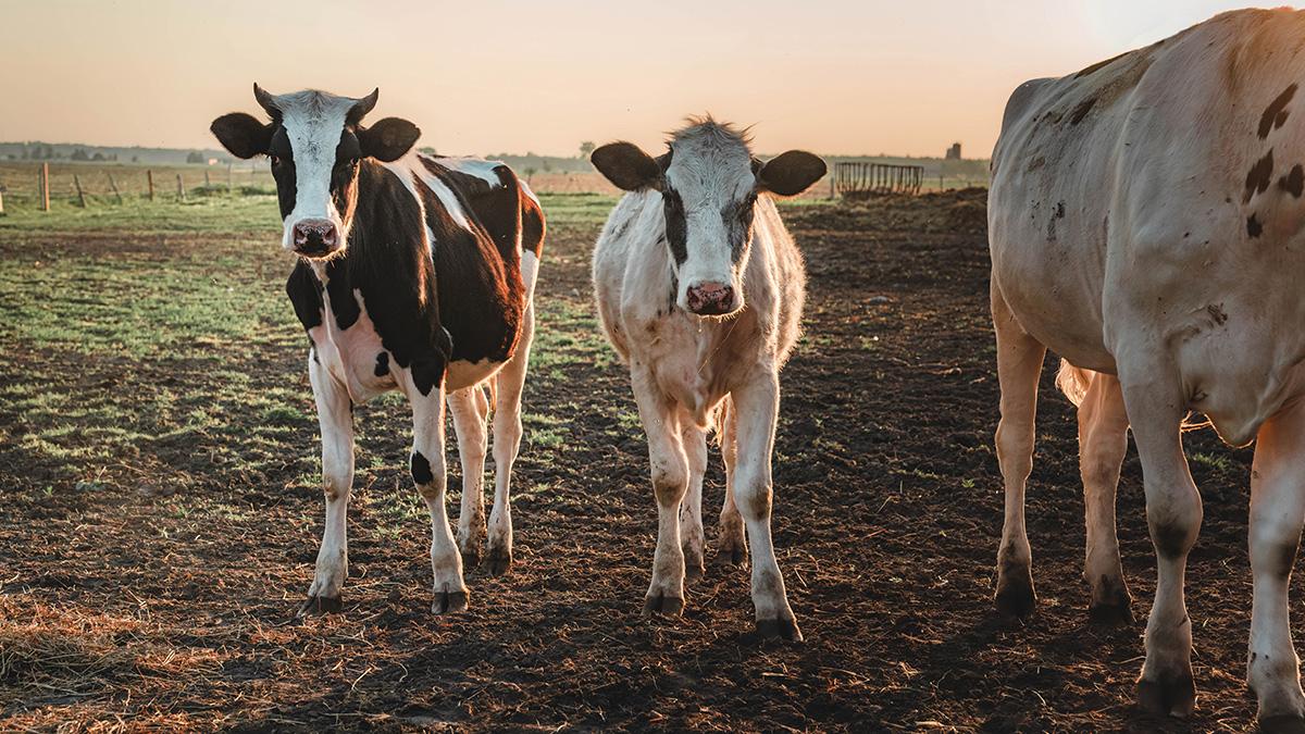 Cows in a pasture looking at camera